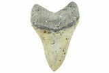 Serrated, Fossil Megalodon Tooth - North Carolina #365003-2